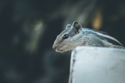 Colored squirrel close-up photography
